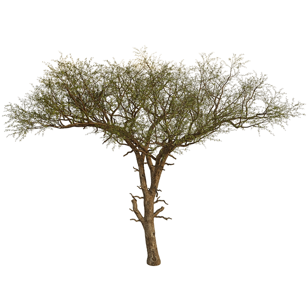 decoration – Balanites Aegyptiaca 01 02 3D Model