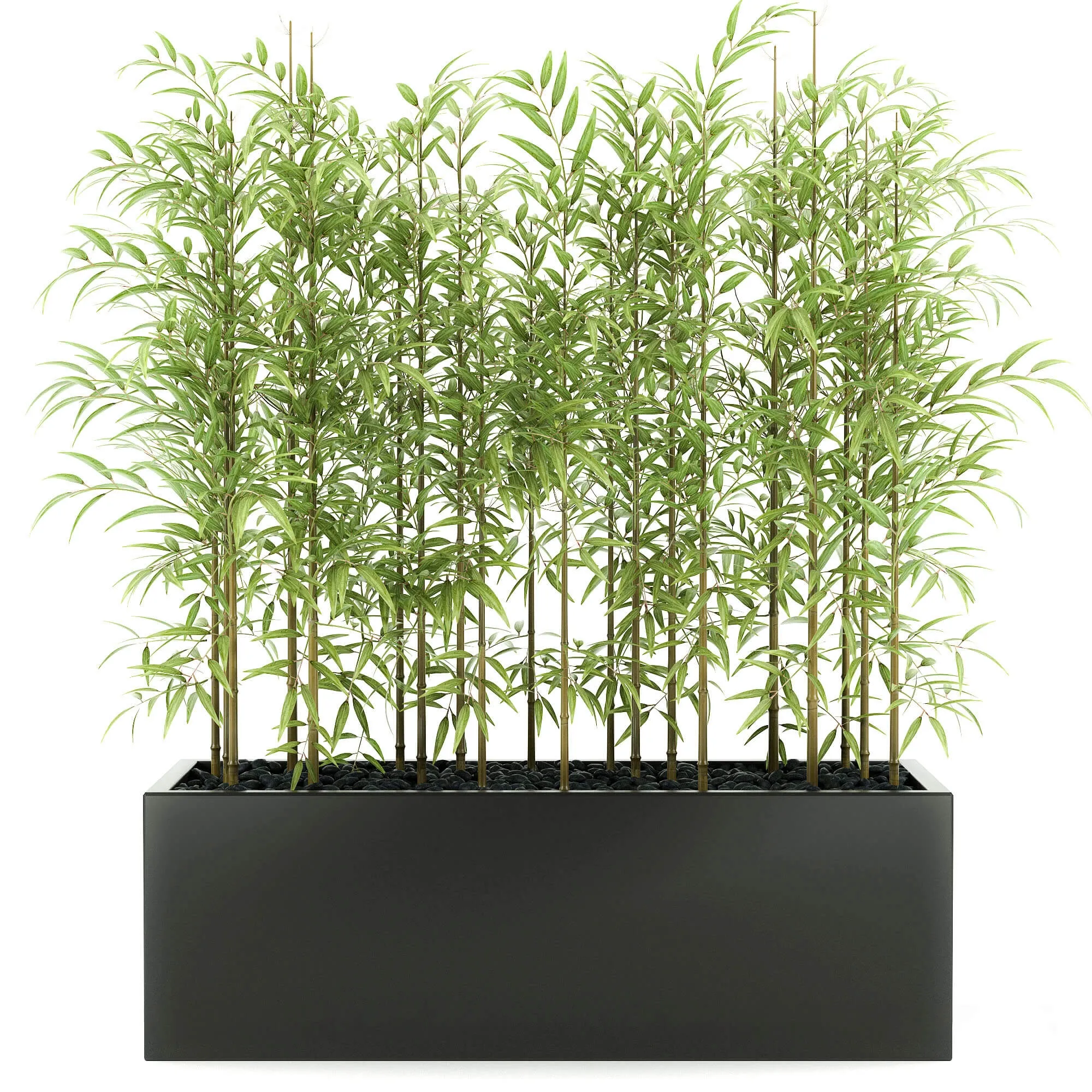 decoration – Bamboo plants 03 3D Model