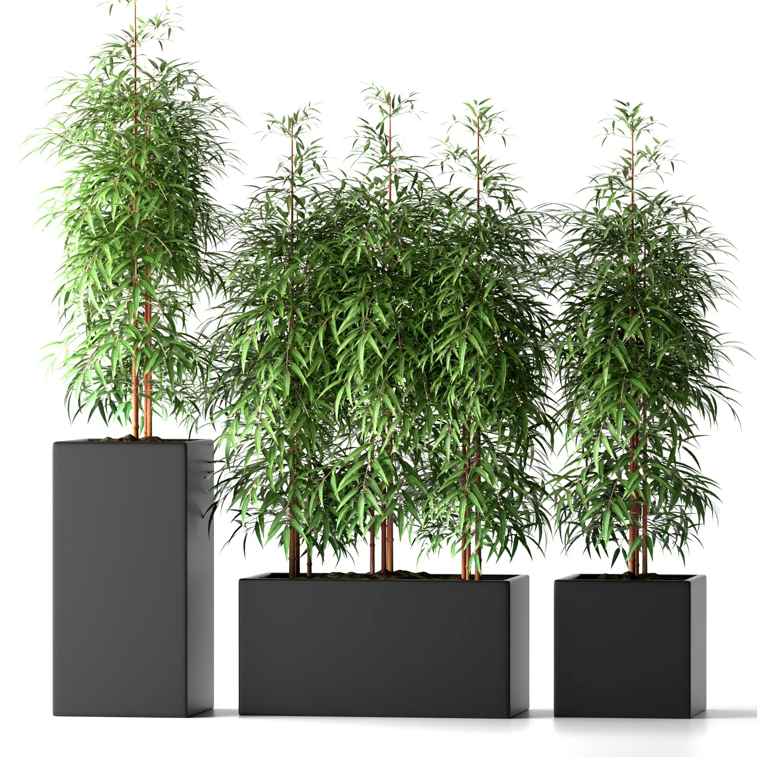 decoration – Bamboo plants 20 3D Model