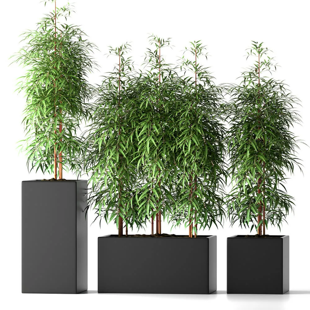 decoration – Bamboo tree-plants 3D Model