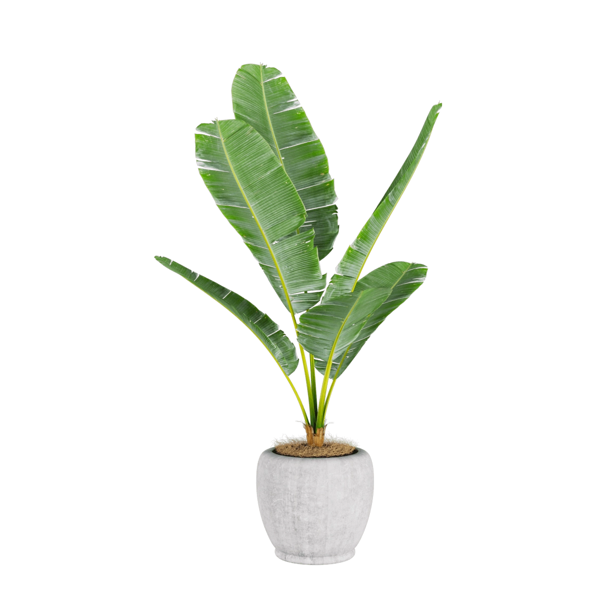 decoration – Banana plant 3 3D Model