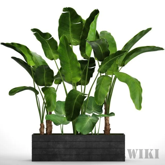 decoration – BANANA SET 3D Model decoration – BANANA SET 3D Model