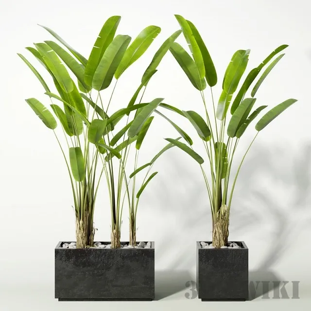 decoration – Banana tree in a pot 3D Model