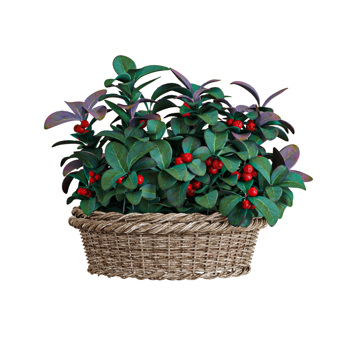 decoration – Basket of plant Gaultheria 3D Model