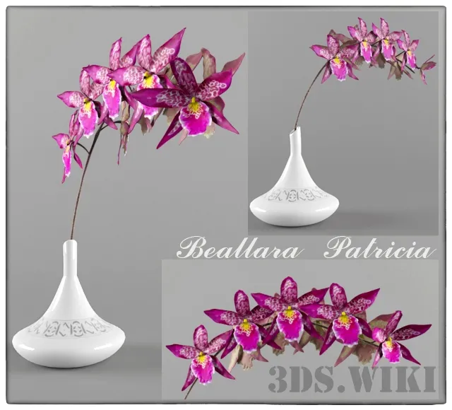 decoration – Beallara Cambria Orchid 3D Model