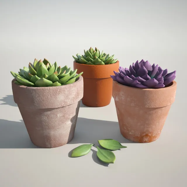 decoration – Beautiful decorative plants 3D Model