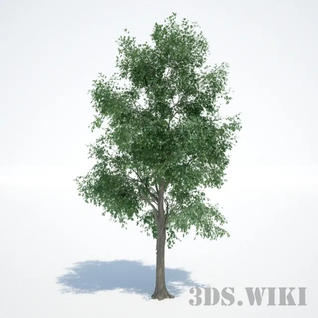decoration – Beautiful decorative tree for the exterior 3D Model