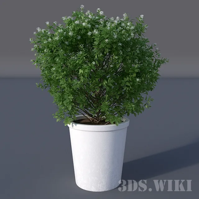 decoration – Beautiful flowering plant 3D Model