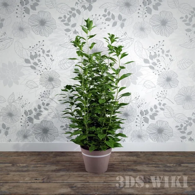 decoration – Beautiful houseplant 3D Model
