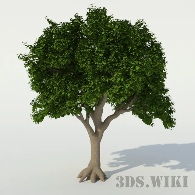 decoration – Beautiful houseplant tree 3D Model