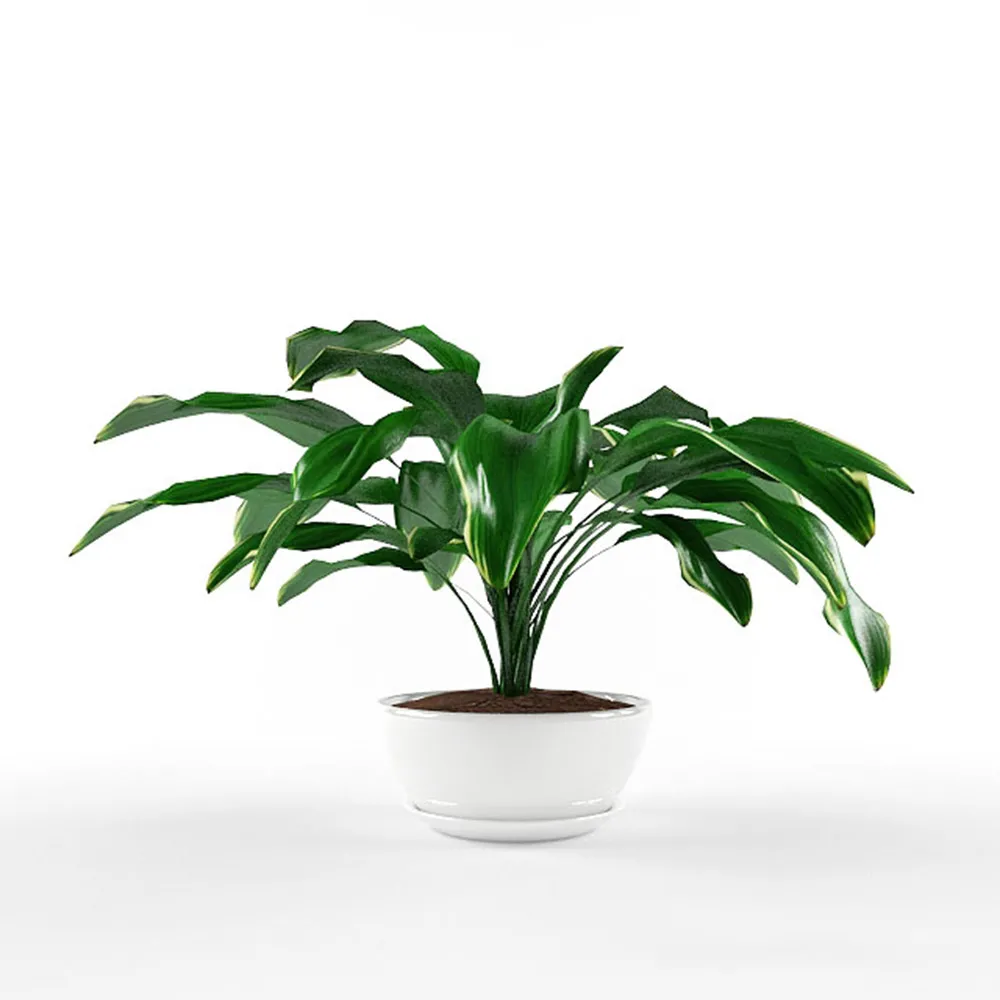 decoration – Beautiful plant with large leaves 3D Model