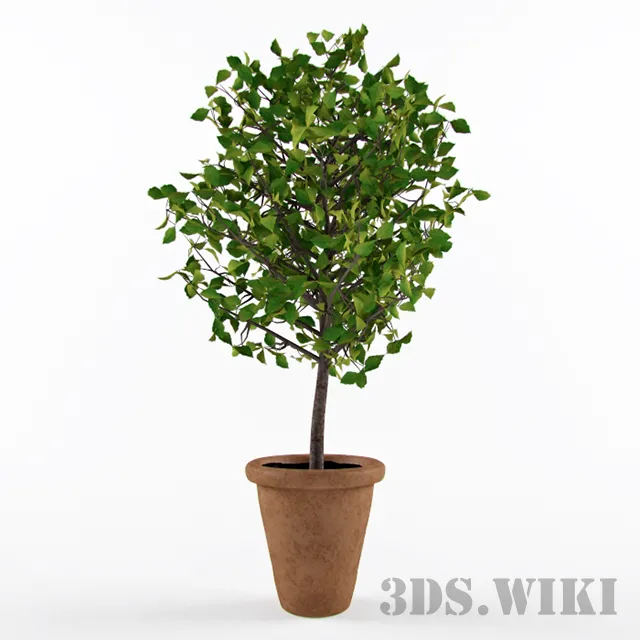 decoration – Beautiful tree plant 3D Model