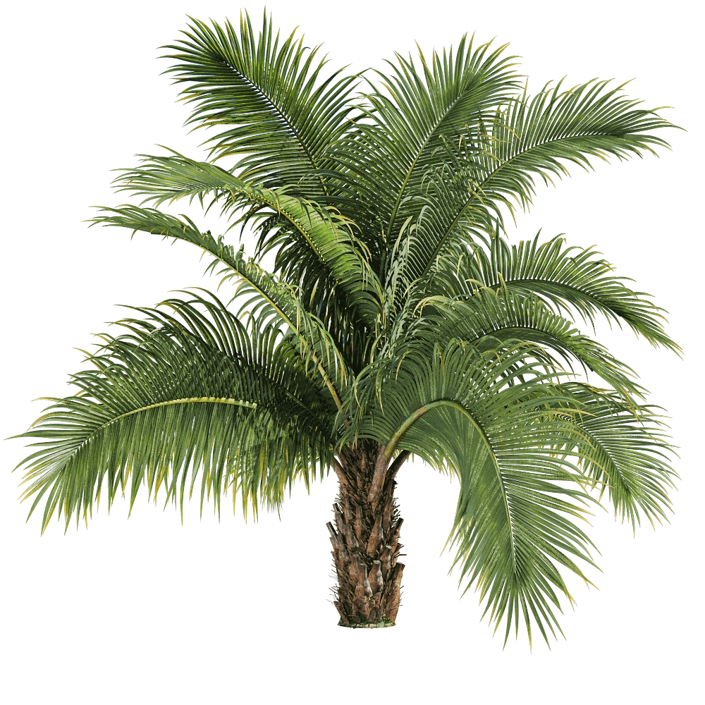 decoration – Beccariophoenix alfredii 1 H 3D Model decoration – Beccariophoenix alfredii 1 H 3D Model