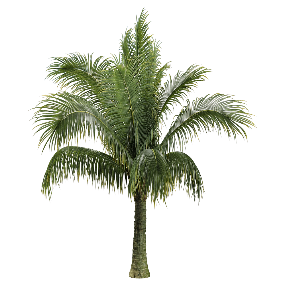 decoration – Beccariophoenix alfredii 2 3D Model decoration – Beccariophoenix alfredii 2 3D Model