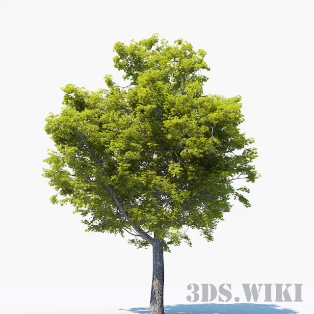 decoration – Big oak 3D Model