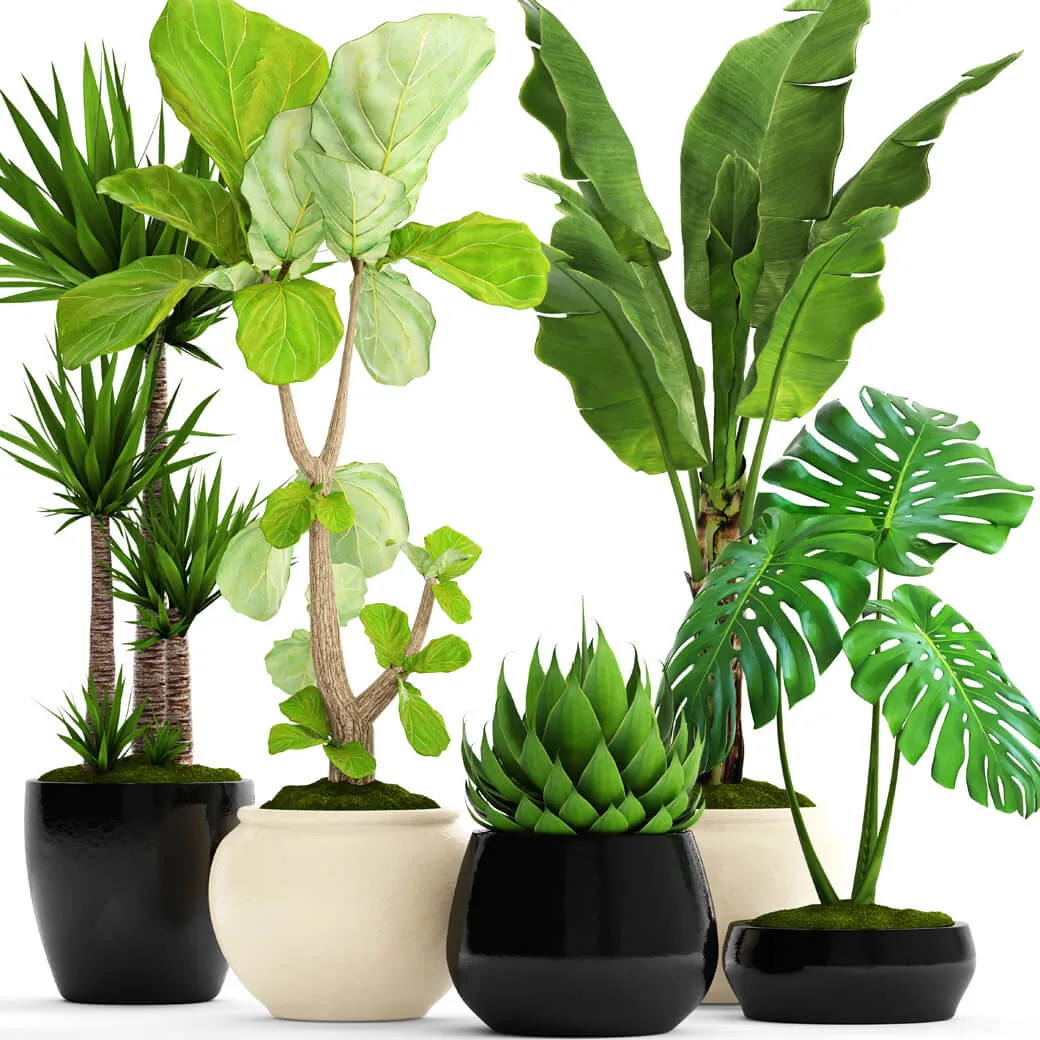 decoration – Big set plant 008 3D Model