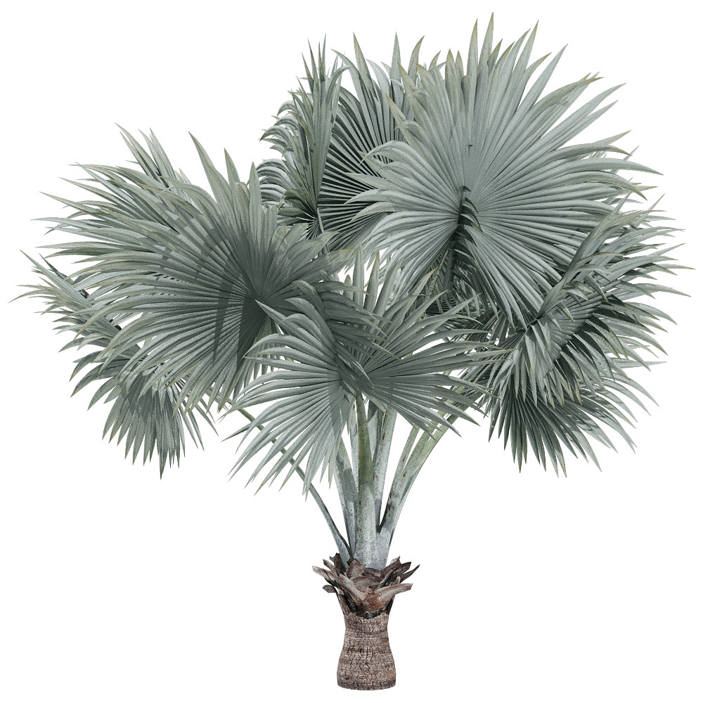 decoration – Bismarckia nobilis 2 3D Model decoration – Bismarckia nobilis 2 3D Model