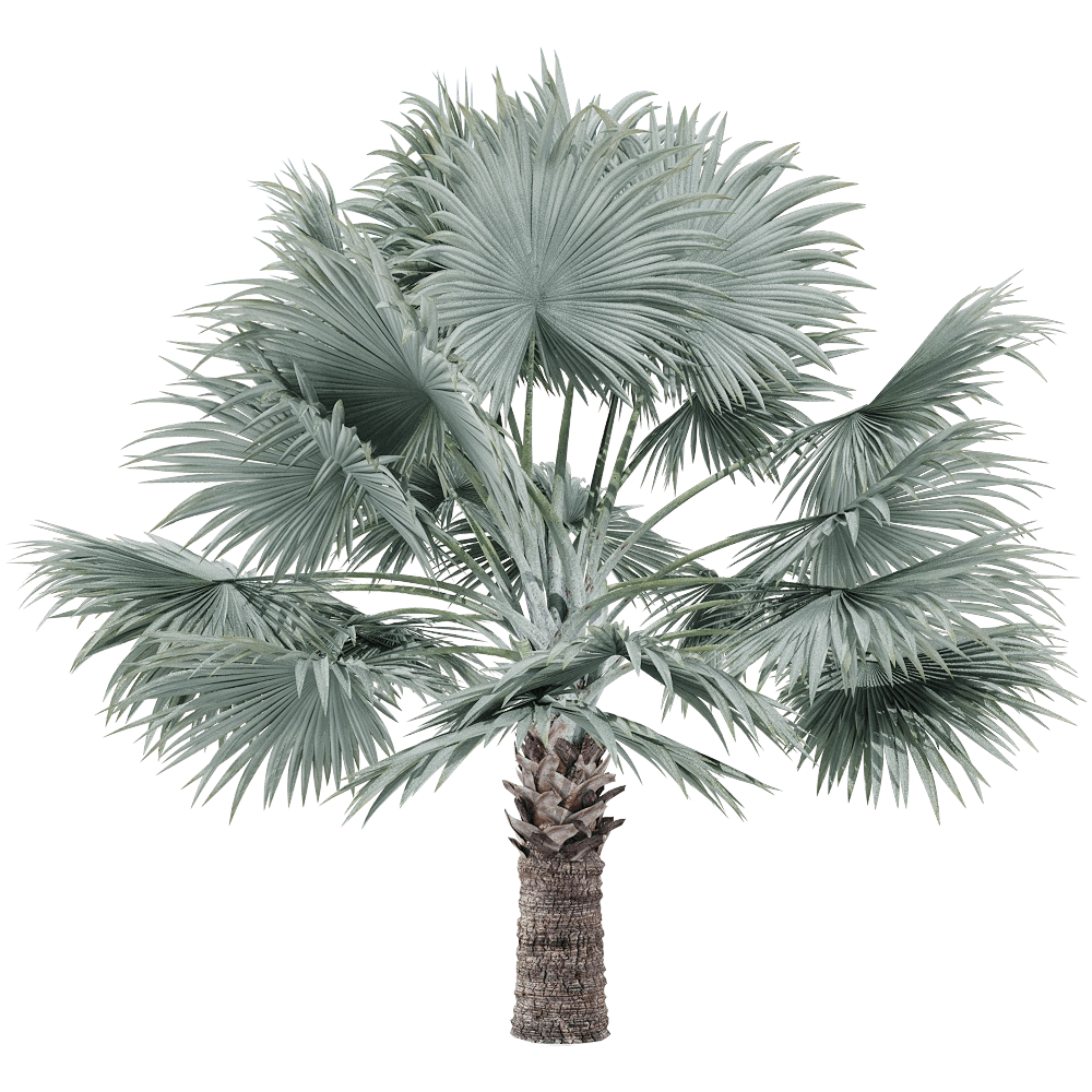 decoration – Bismarckia nobilis 3 3D Model
