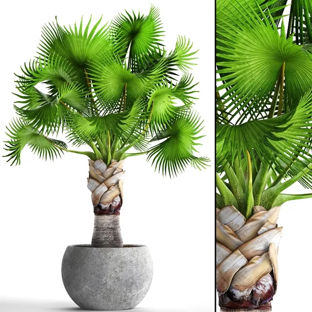 decoration – Bismarckia Nobilis 3D Model