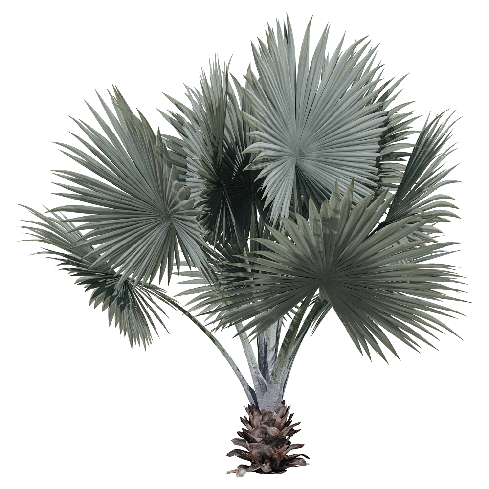 decoration – Bismarckia nobilis H 3D Model decoration – Bismarckia nobilis H 3D Model