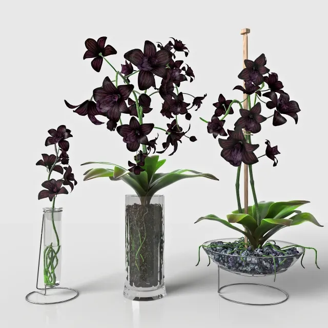 decoration – Black Orchid 3D Model