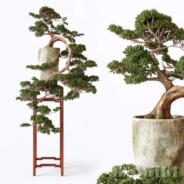 decoration – Bonsai 01 3D Model decoration – Bonsai 01 3D Model