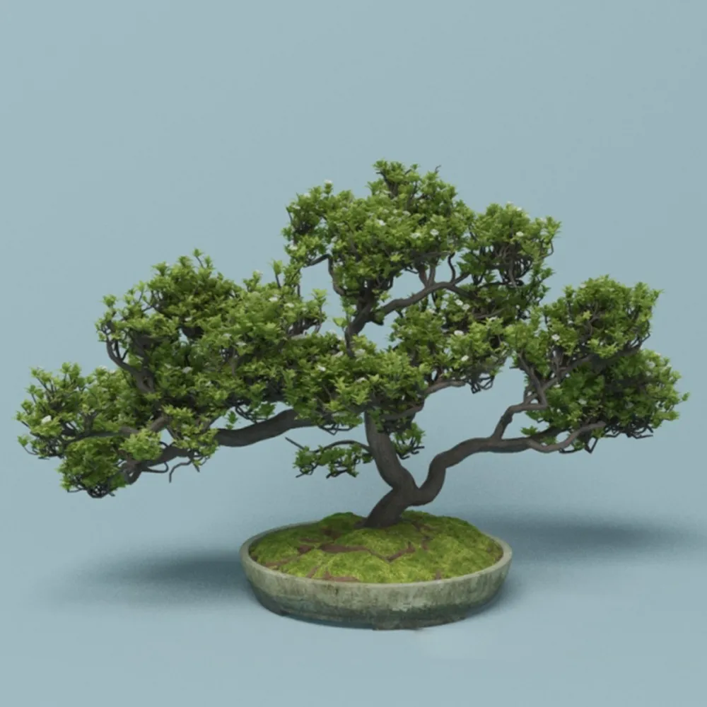 decoration – Bonsai 3D Model