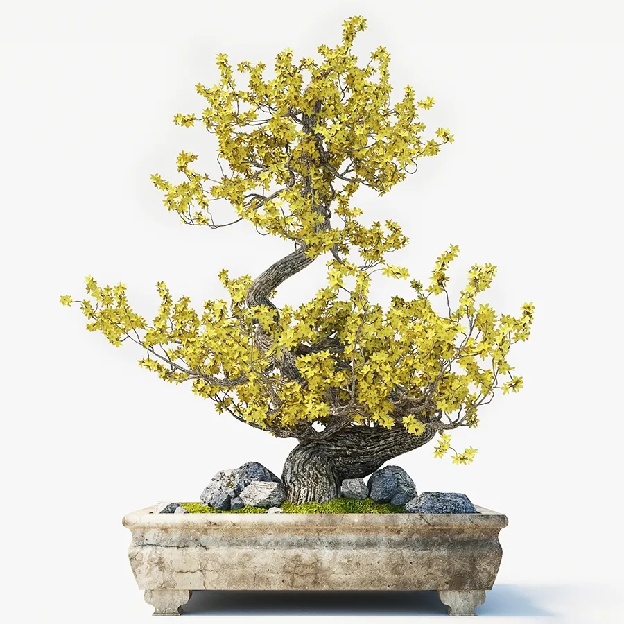 decoration – Bonsai 3D Model decoration – Bonsai 3D Model