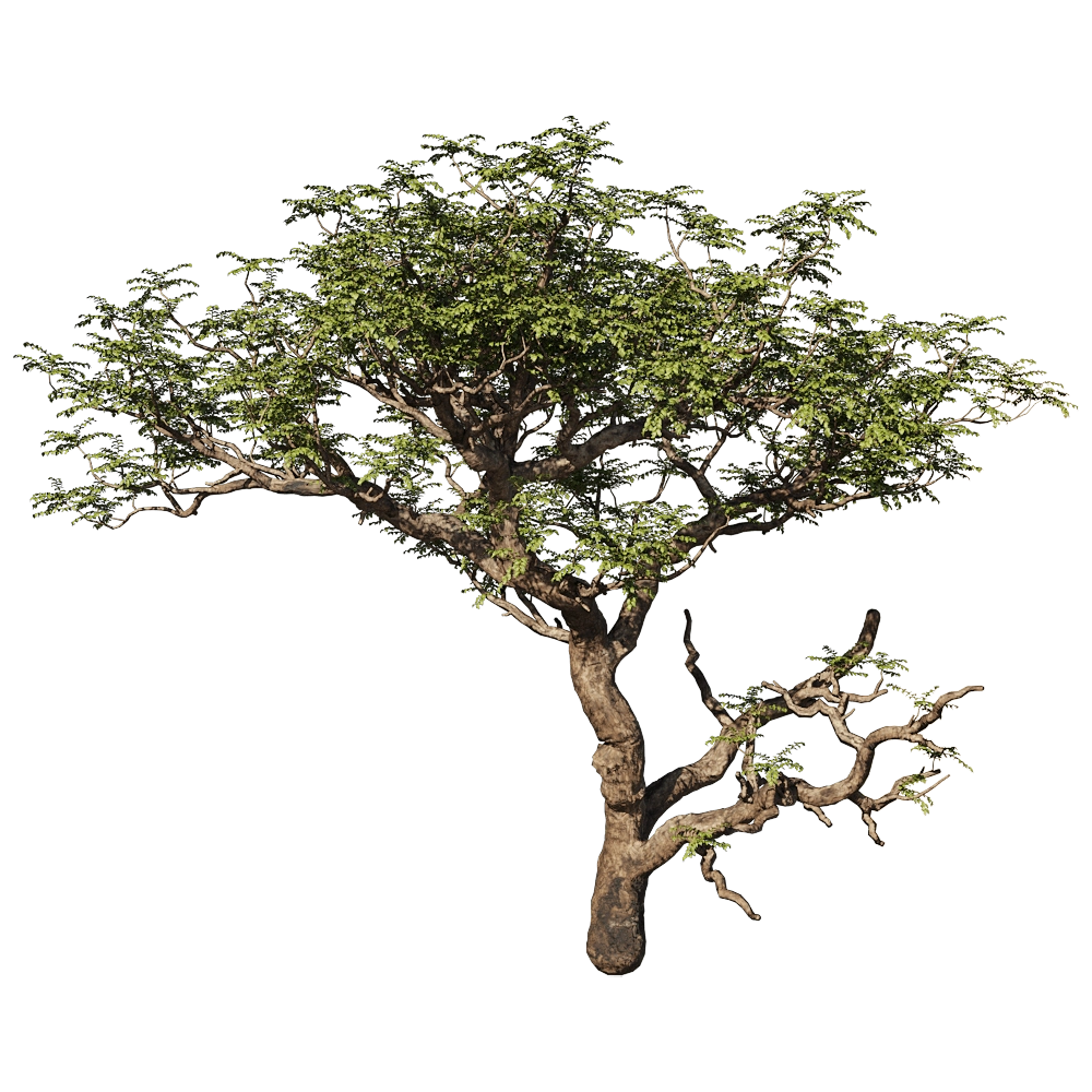 decoration – Boswellia Sacra 01 01 3D Model