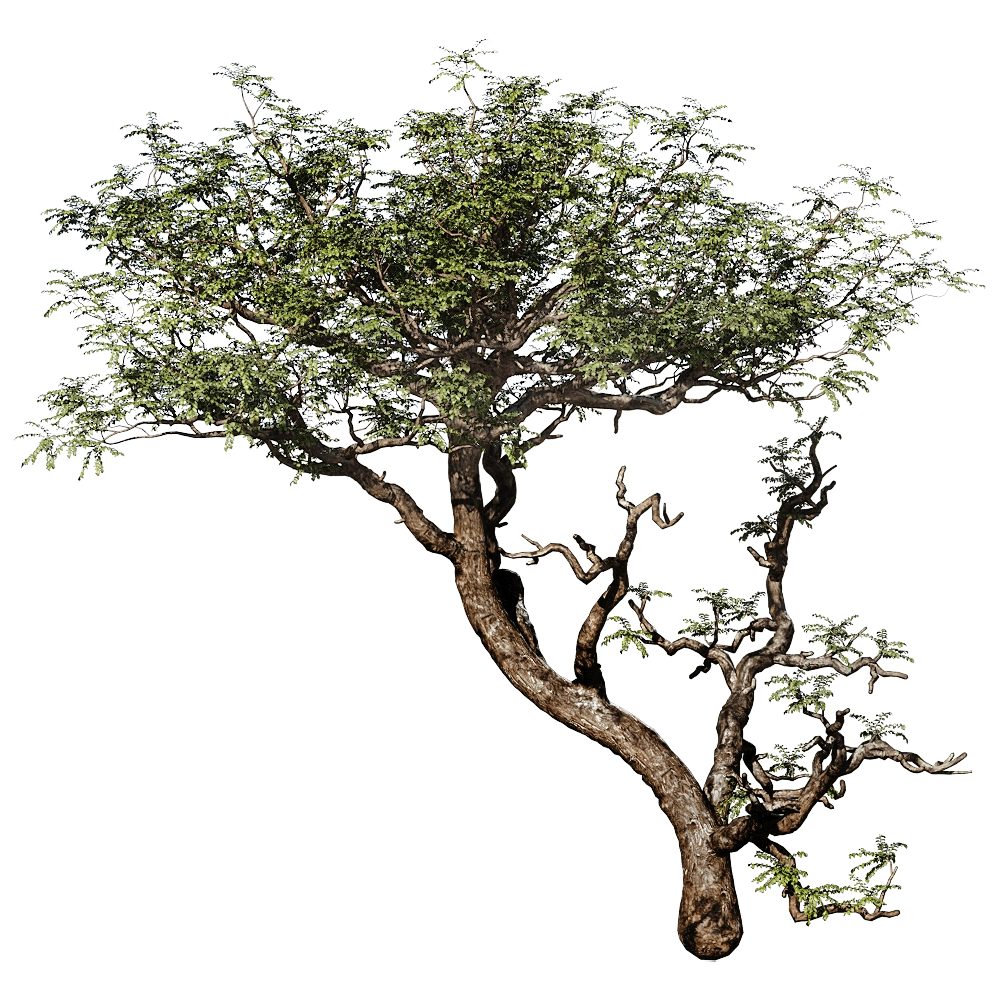decoration – Boswellia Sacra 01 02 3D Model