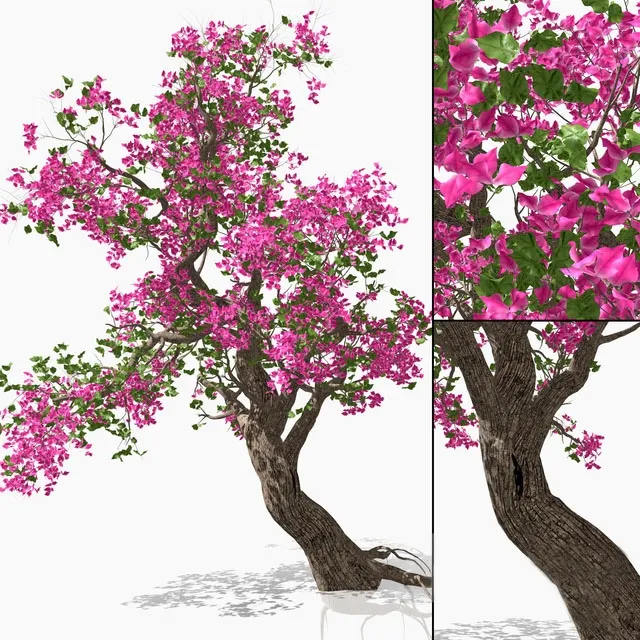 decoration – Bougainvillea 3D Model