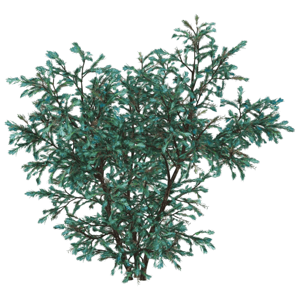 decoration – Boulevard Cypress 01 02 3D Model