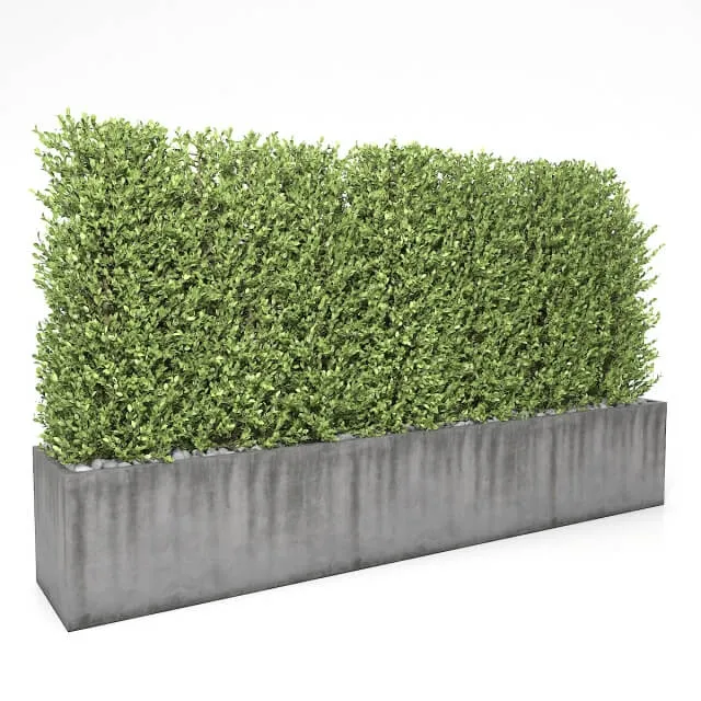 decoration – Boxwood – hedge 1 3D Model decoration – Boxwood – hedge 1 3D Model