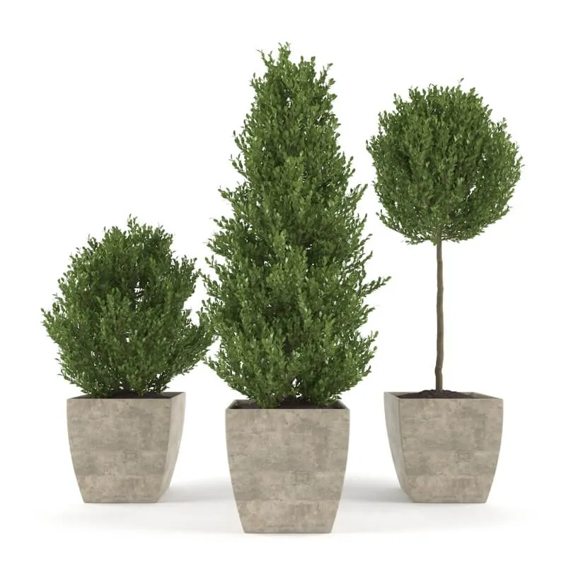 decoration – Boxwood – Set 1 3D Model decoration – Boxwood – Set 1 3D Model