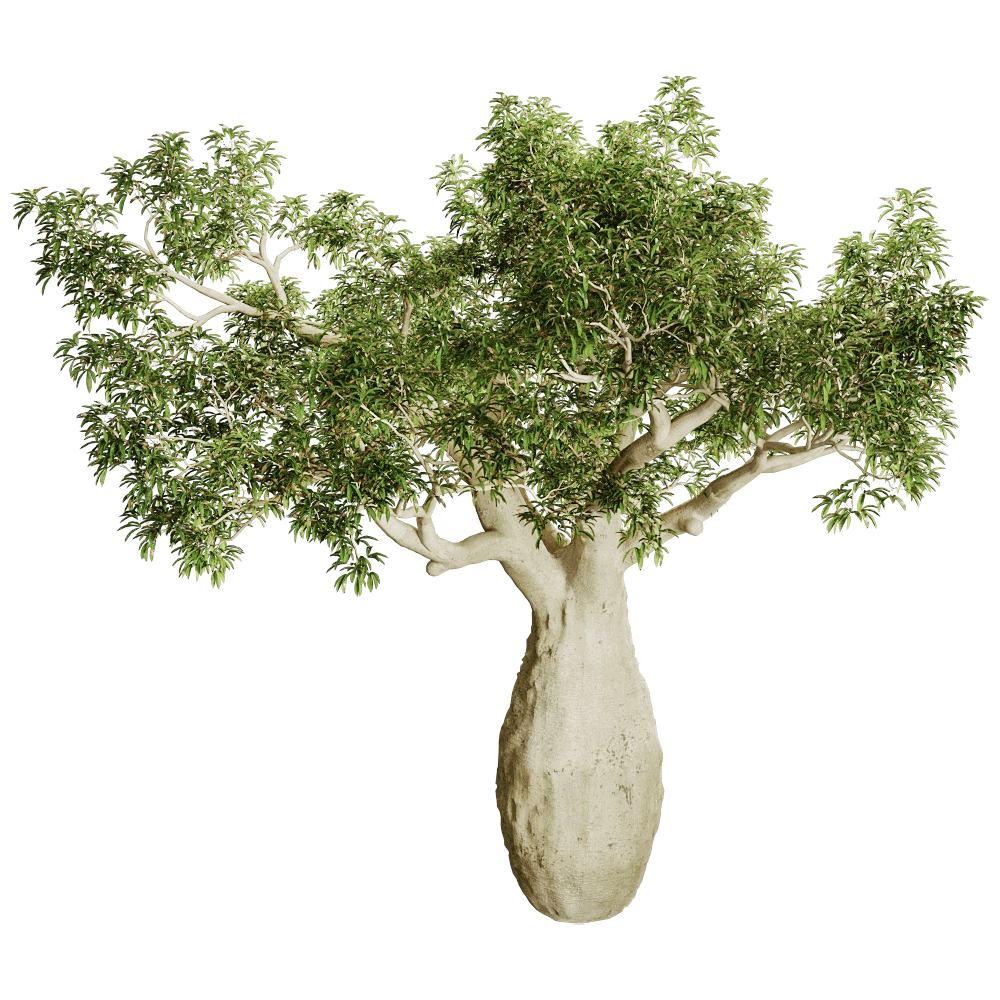 decoration – Brachychiton Rupestris 01 01 3D Model