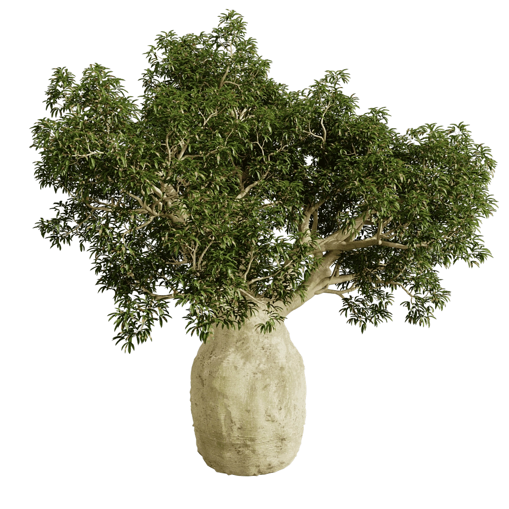 decoration – Brachychiton Rupestris 01 02 3D Model