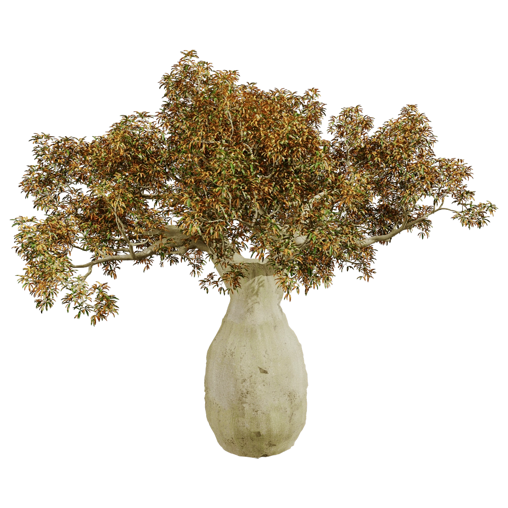 decoration – Brachychiton Rupestris 01 03 3D Model