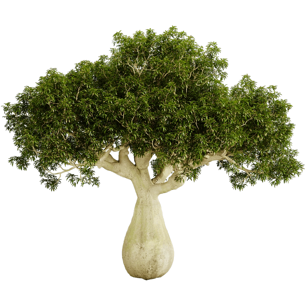 decoration – Brachychiton Rupestris 01 04 3D Model