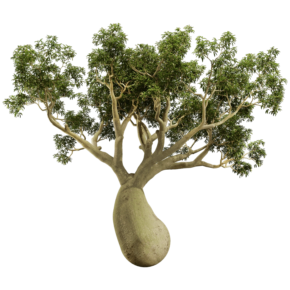 decoration – Brachychiton Rupestris 01 05 3D Model