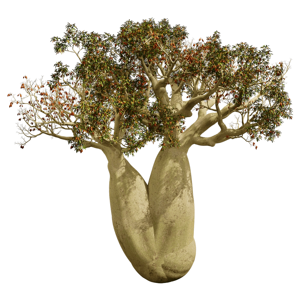 decoration – Brachychiton Rupestris 01 06 3D Model