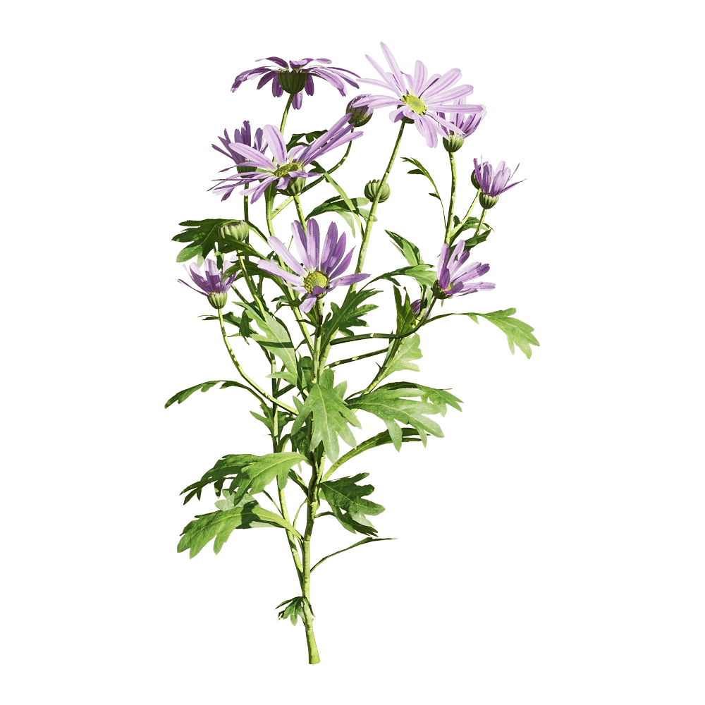 decoration – Brachyscome angustifolia 1 3D Model decoration – Brachyscome angustifolia 1 3D Model