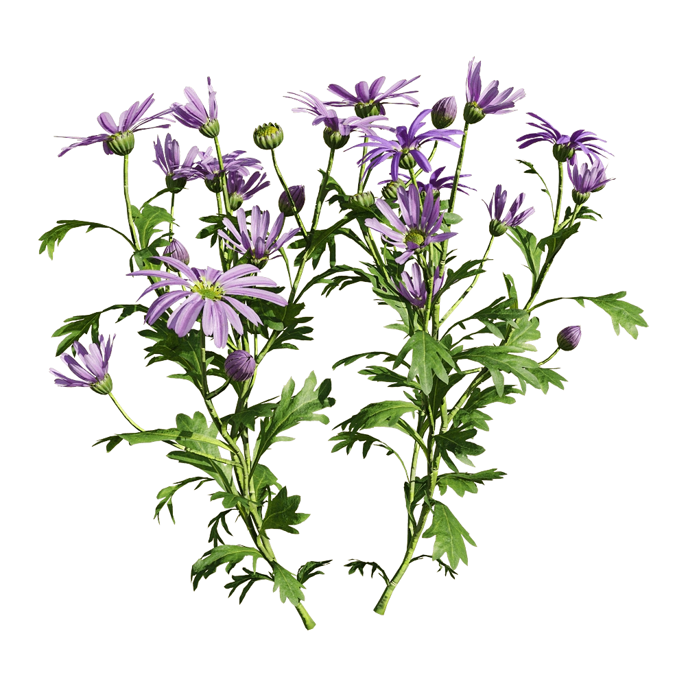 decoration – Brachyscome angustifolia 2 3D Model decoration – Brachyscome angustifolia 2 3D Model