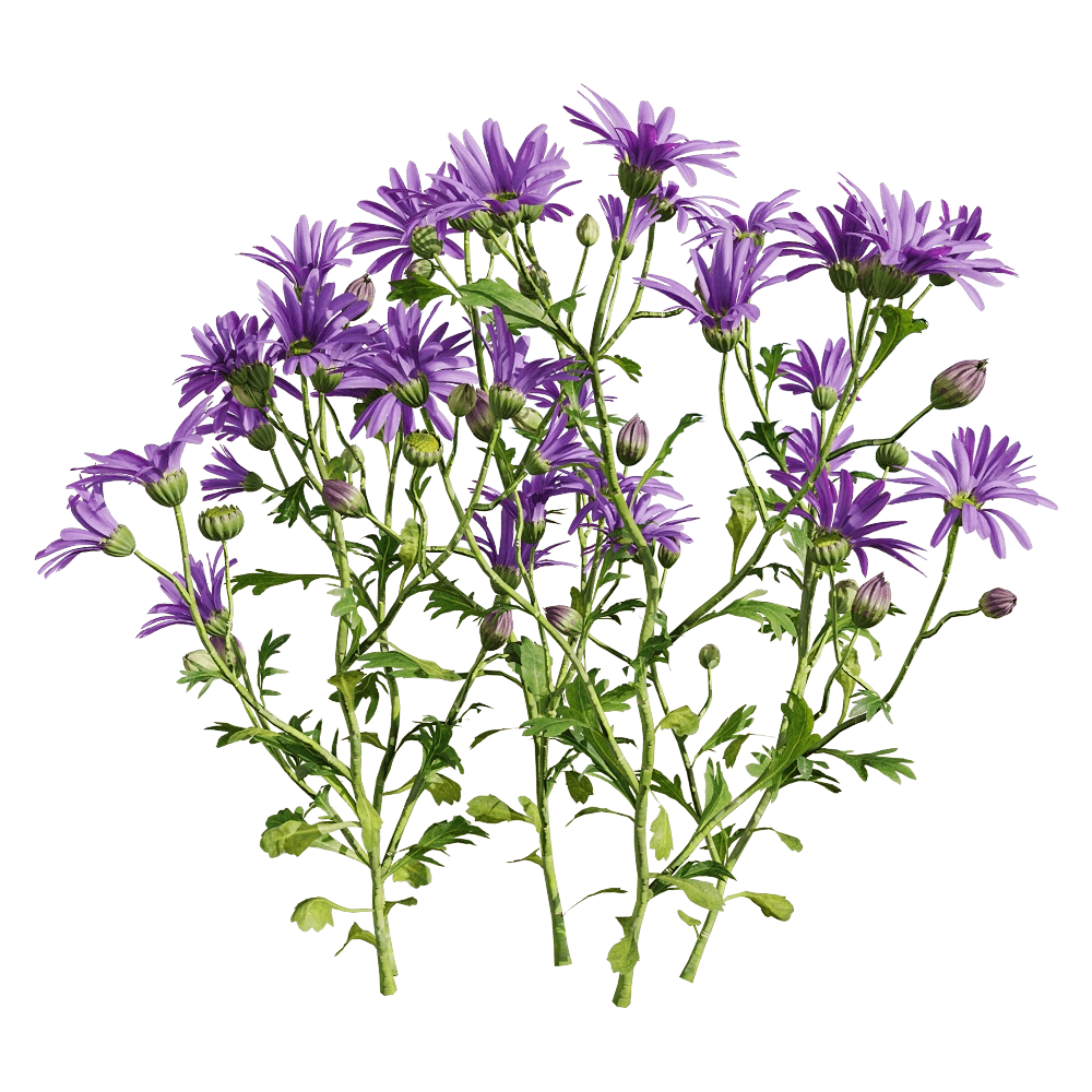 decoration – Brachyscome angustifolia 3 3D Model decoration – Brachyscome angustifolia 3 3D Model