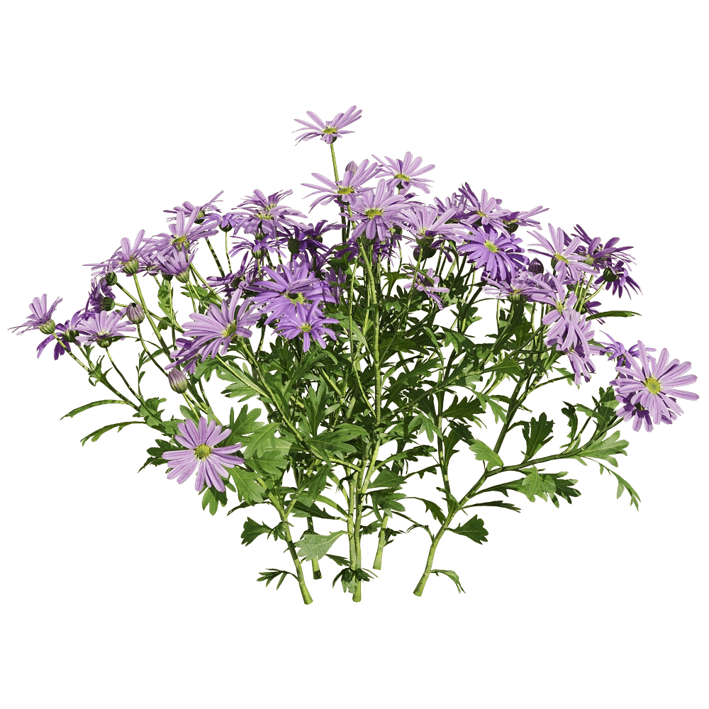 decoration – Brachyscome angustifolia 4 3D Model decoration – Brachyscome angustifolia 4 3D Model