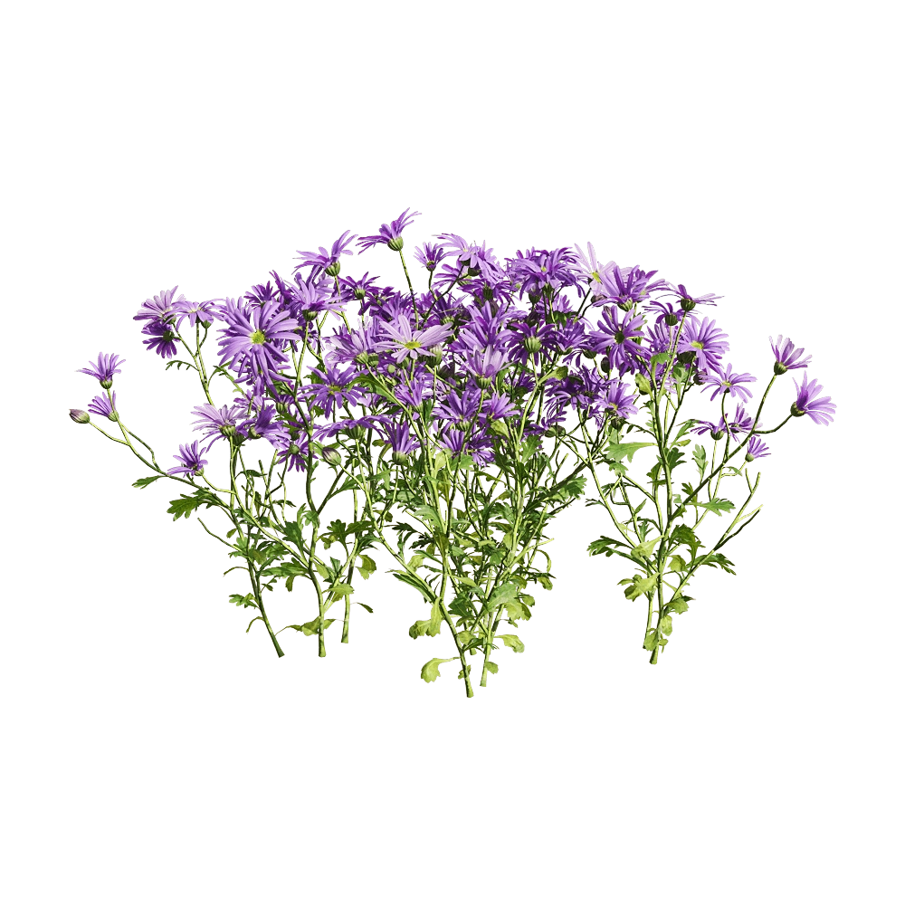 decoration – Brachyscome angustifolia 5 3D Model decoration – Brachyscome angustifolia 5 3D Model