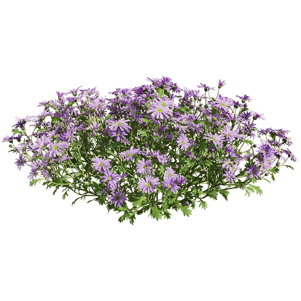 decoration – Brachyscome angustifolia 6 3D Model decoration – Brachyscome angustifolia 6 3D Model