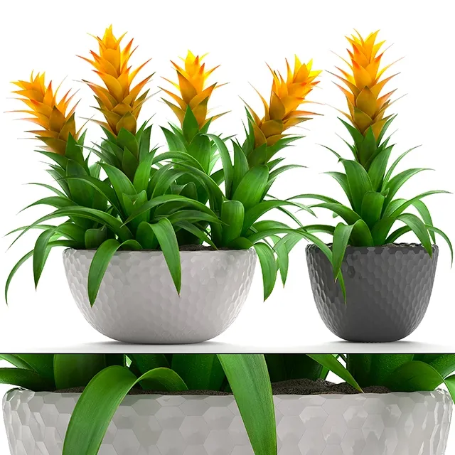 decoration – Bromelia 3D Model