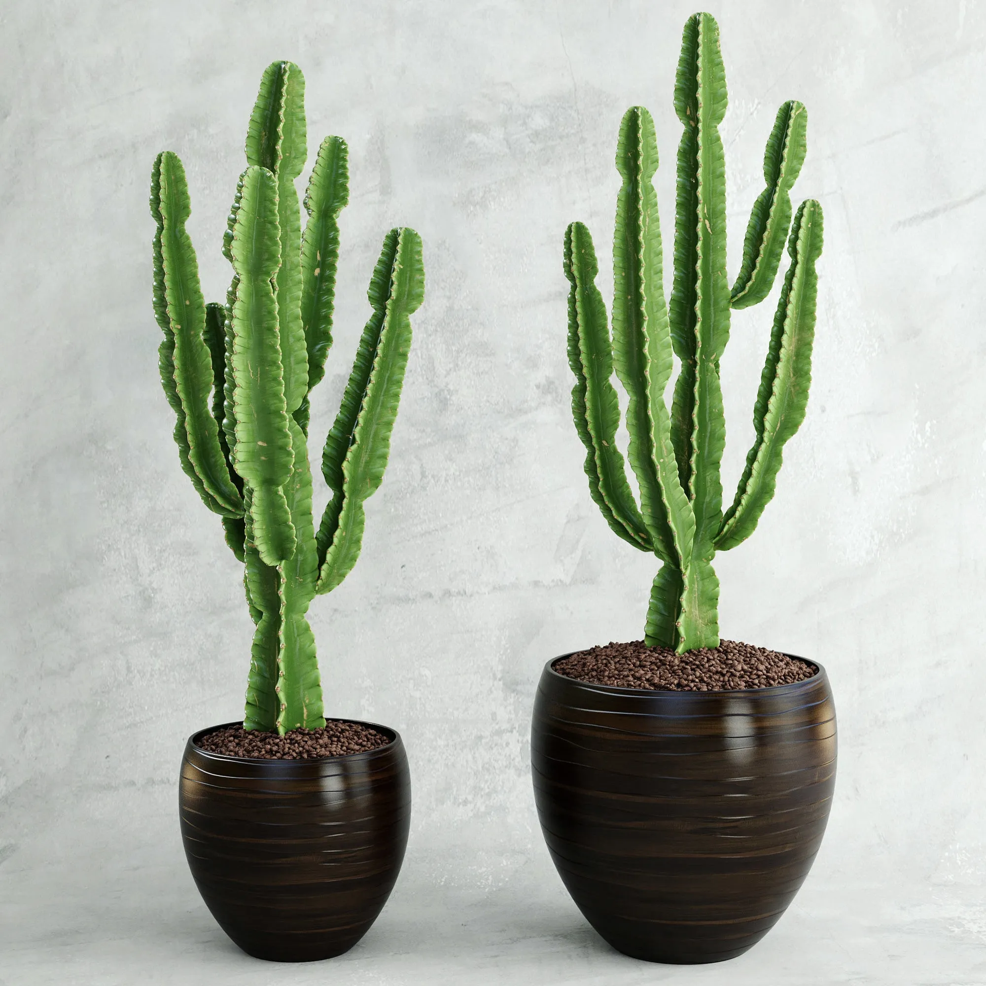 decoration – Cactus 05 3D Model