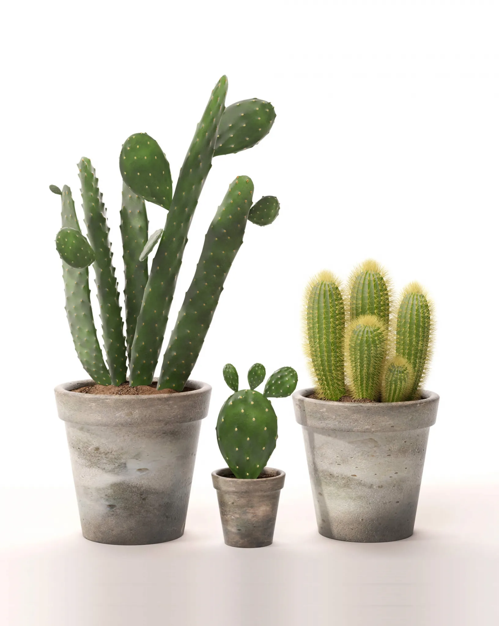 decoration – Cactus set 2 3D Model decoration – Cactus set 2 3D Model