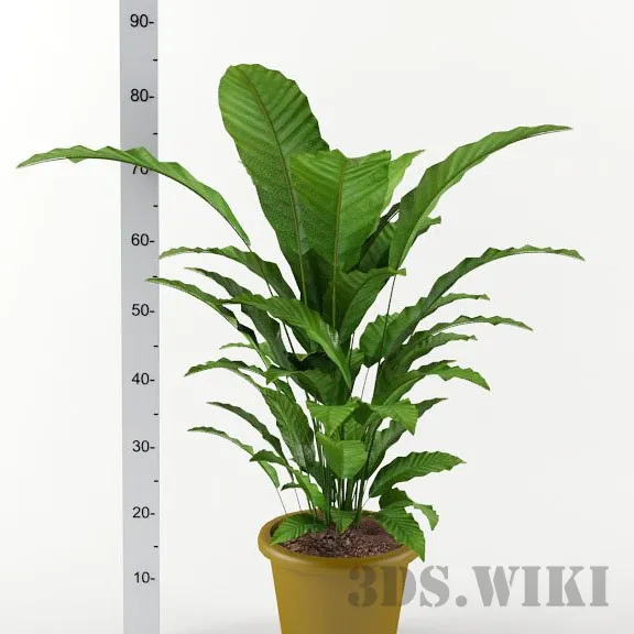 decoration – Calatea plant H80cm 3D Model decoration – Calatea plant H80cm 3D Model